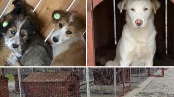 haos in aiud dupa capturarea cainilor de pe strazi fara registre si fara caini in adapostul autorizat cum erau tinute animalele
