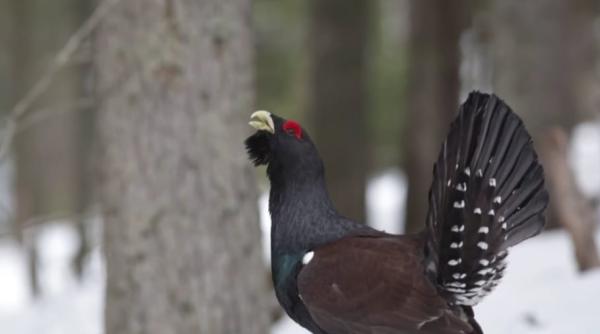 imagini rare cocos de munte surprins in muntii bucovinei foto video