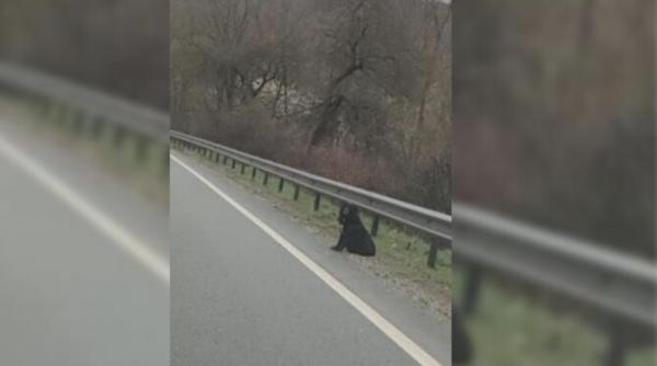 un caine isi asteapta zi de zi stapanul mort intr un accident rutier