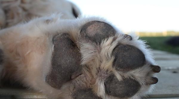 viral sportivul andrei rosu si a facut cainele vegan