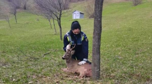 caprior ranit gasit pe marginea drumului in vrancea