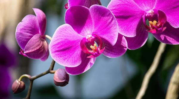 cum faci ingrasamant natural pentru orhidee ai nevoie de 4 ingrediente banale din bucatarie