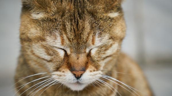pisica in travaliu schingiuita de mai multi copii au vrut sa o taie cu un ciob sa i scoata puii
