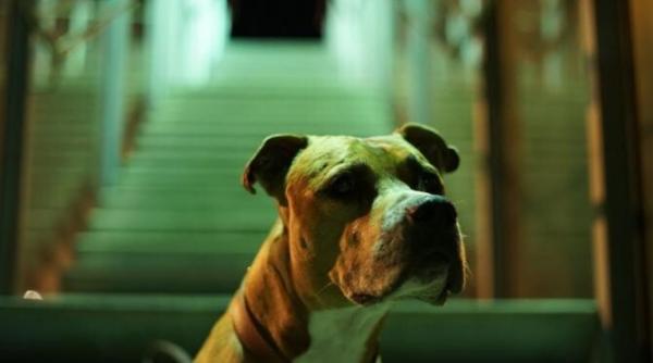 povestea lui astro cainele erou care a impresionat o lume intreaga