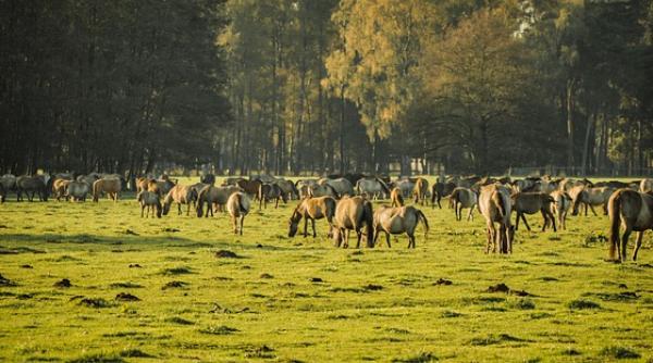 cernobil la 35 de ani de la catastrofa natura si a reintrat pe deplin in drepturi iar caii salbatici populeaza zona video