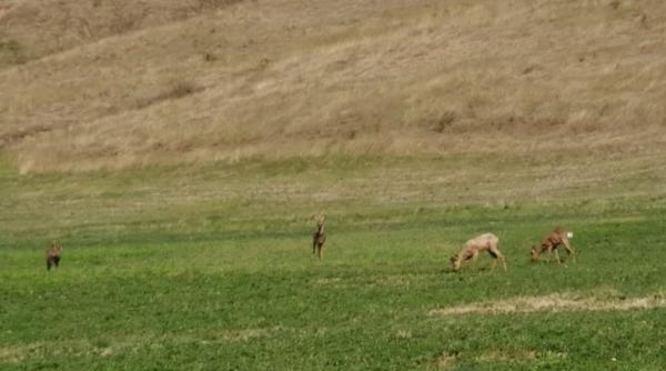 mai multe caprioare surprinse in timp ce pasteau in apropiere de municipiu