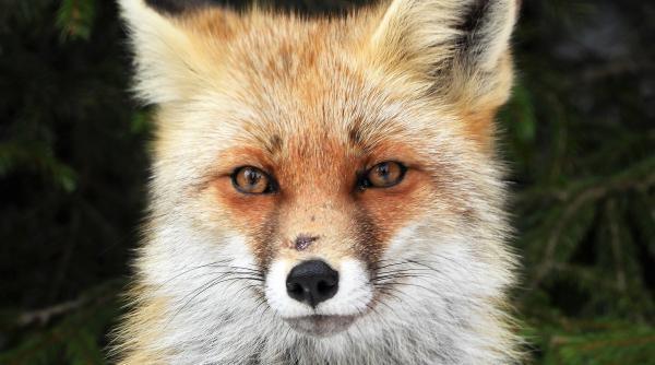 sedinta foto cu o vulpe curioasa  in bucegi