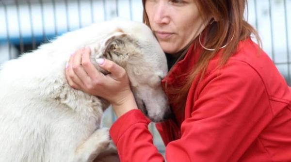 catelul alb la blana si suflet cu doar doua labute salvat de o batrana a ajuns in adapost dupa decesul acesteia foto