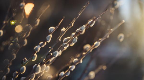 ce sa faci de florii 2021 ca sa ai noroc tot anul