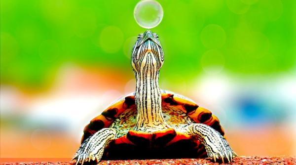 o soferita a fost ranita de o testoasa care a trecut prin parbriz