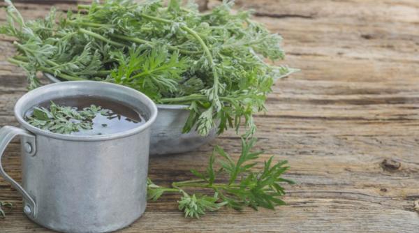 pelinul dulce ajuta la ameliorarea infectiei cu covid 19 planta studiata de cercetatorii buzoieni