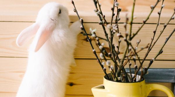 florii 2021 traditii superstitii si obiceiuri la sate legenda salciei binecuvantate de maica domnului