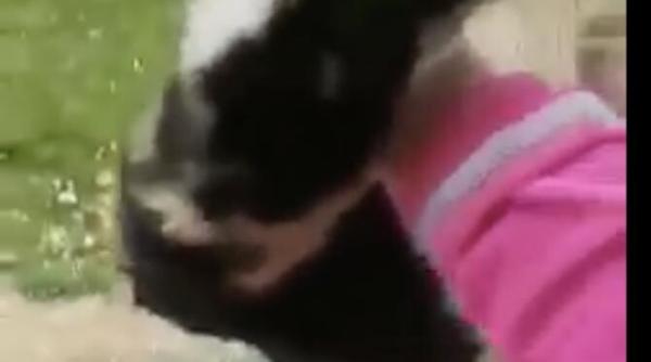 gest socant al unei adolescente a aruncat o pisica de la etaj si a filmat totul senina in timp ce spunea ca e experiment social