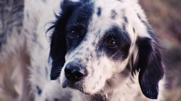 caine schingiuit de cativa copii  la pitesti