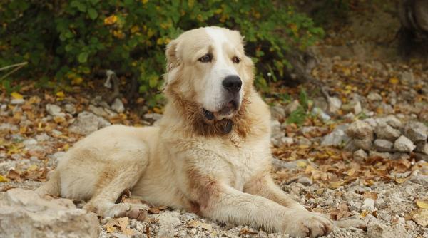 turkmenistan ziua cainilor