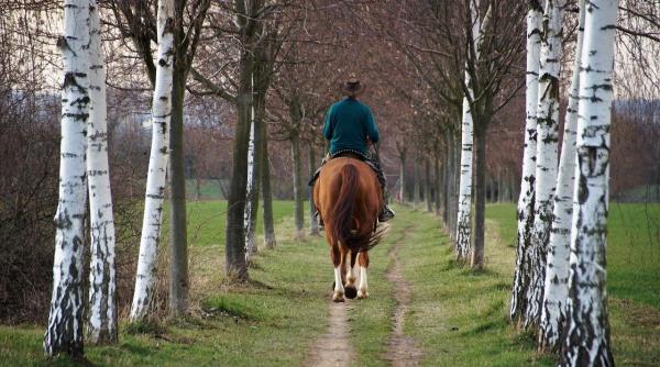 un barbat a murit dupa ce a cazut de pe cal in suceava avea experienta de 10 ani in echitatie