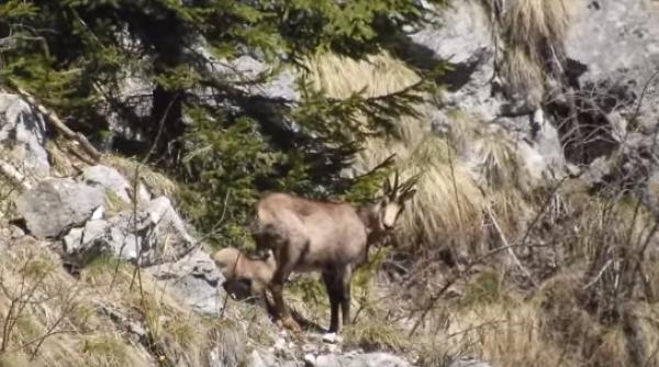 capra neagra cu doi iezi filmata in bucegi