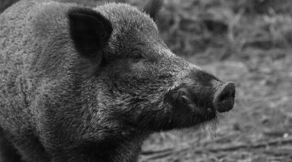 isi antrena cainii de vanatoare chinuind mistreti