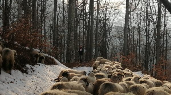 salvamontistii din valcea chemati sa salveze un cioban cu 200 de oi foto