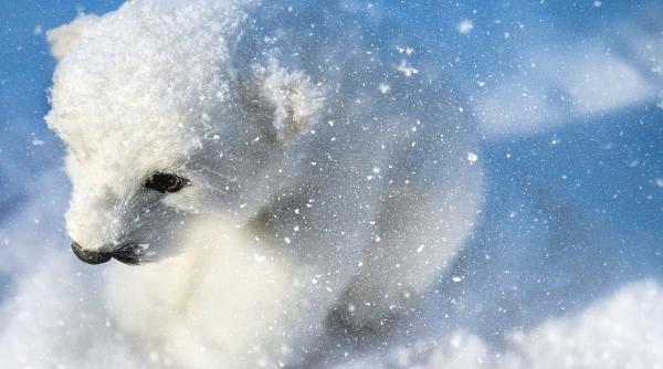 un urs polar imblanzit de mineri rusi a devenit animal de companie video
