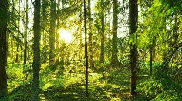 comoara de acum 2 500 de ani descoperita intr o padure suedeza