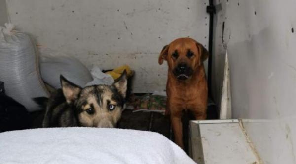 galati cruzime fara margini mai multi caini comunitari au fost aruncati la gunoi in saci de plastic