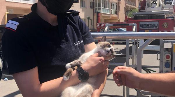 operatiune de salvare a unei pisici in ilfov felina era blocata in apartament