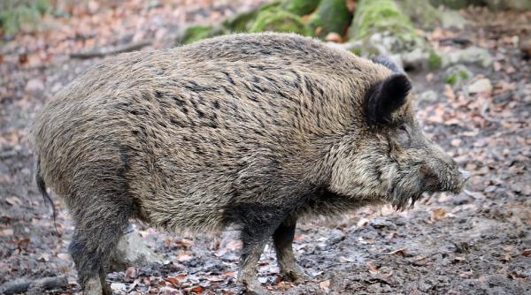 un italian si a confundat sotia cu un mistret si a impuscat o