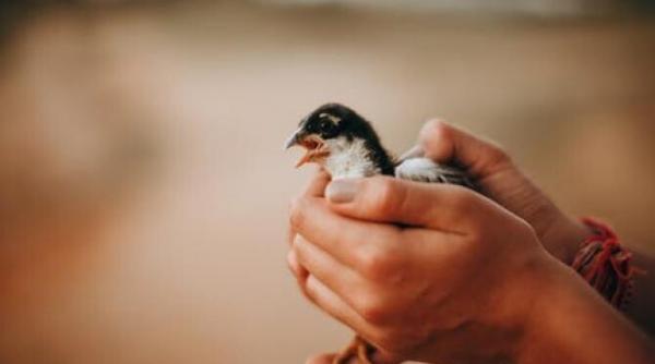 ciripituri becali se teme de miliardari cum a ajuns penelistul de la cna in dosar