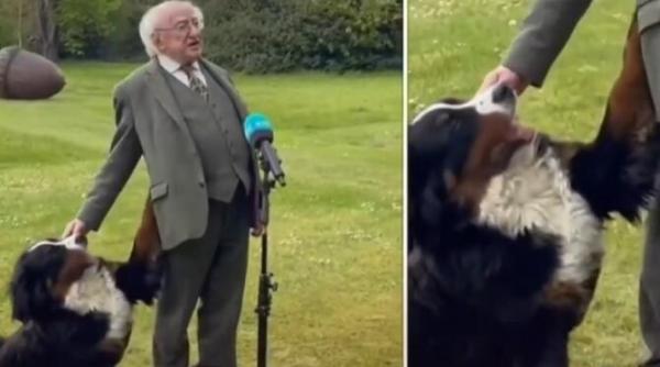 cainele presedintelui irlandei a inceput sa se joace cu stapanul sau in timp ce acesta oferea un interviu video