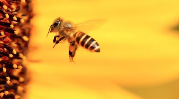 albinele pot detecta covid 19  descoperirea cercetatorilor olandezi