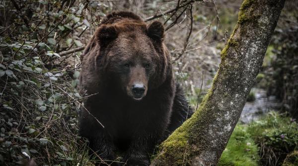 antonel tanase pnl proiect de lege dupa uciderea ursului arthur sa fie interzisa aceasta vanatoare recreativa