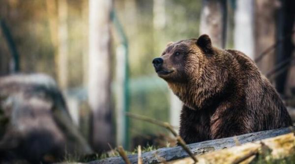 berceanu nu conteaza dimensiunea ursului nici cine l a impuscat ci cum s a facut recoltarea