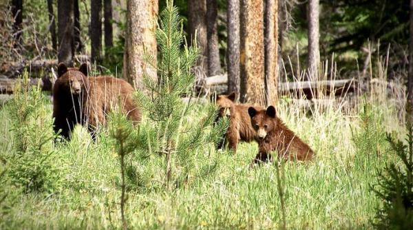 ministrul mediului avem ursi pe strada in sura in grajd sunt sute de cereri de relocari