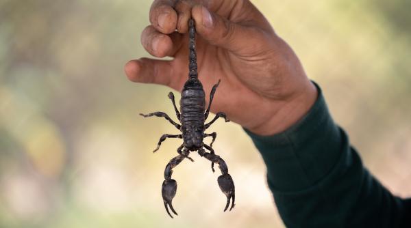o angajata dintr un supermarket din constanta muscata de un scorpion