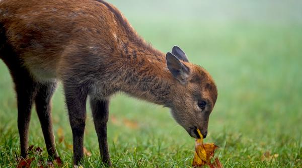 o caprioara cazuta intr un bazin adanc de 4 metri salvata de pomperi video