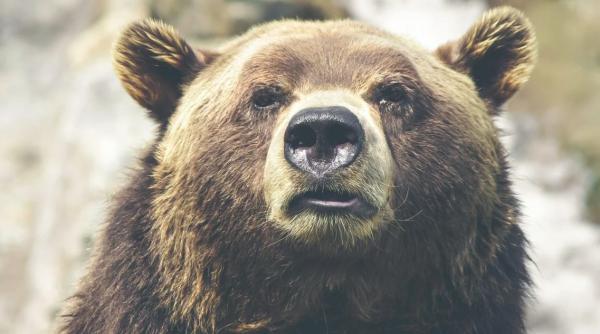 arthur nu a fost cel mai mare urs unde se afla regele ursilor din europa video