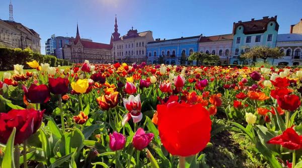 clujul capitala lalelelor explozie de flori si de culoare pe strazi galerie foto