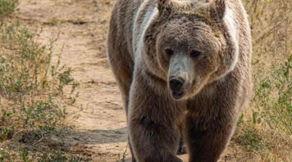 recordul mondial pentru cel mai mare urs vanat stabilit de ceausescu in urma cu 41 de ani