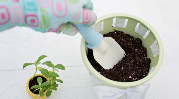 ce poti sa faci cu pamantul vechi de la flori evita sa l arunci