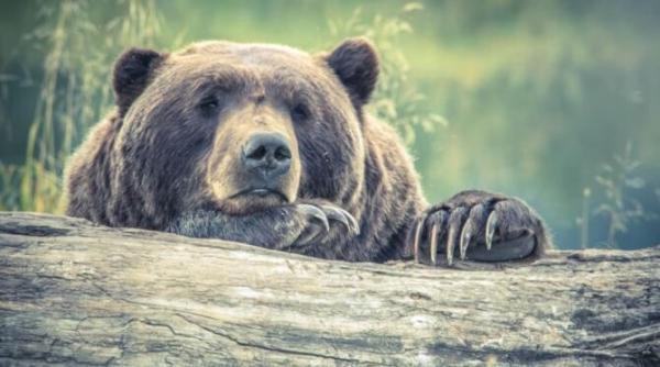 ionel petre ursul alearga cu o viteza apropiata de cea a unui cal nu ti ramane decat sa te rogi