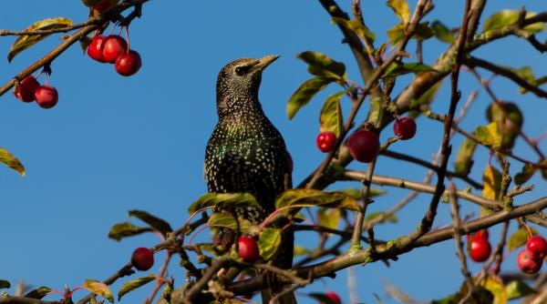 cum tii graurii departe de ciresi metode banale si eficiente