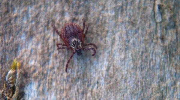 insecticid natural impotriva capuselor cum il prepari