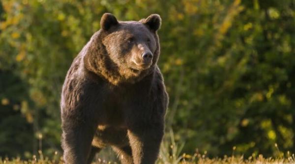 ancheta penala in rem dupa impuscarea ursului arthur