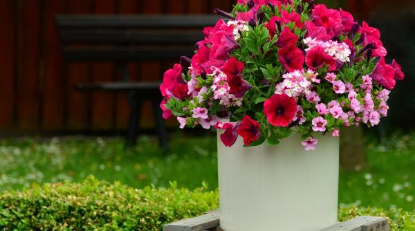 cum sa ajuti petuniile sa infloreasca reguli esentiale
