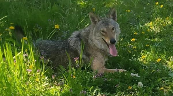 un lup s a plimbat o zi intreaga pe strazile unui sat si a stat chiar si la coada la posta cu pensionarii video
