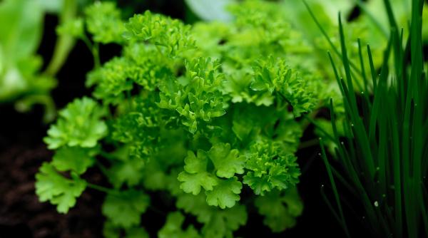 cum si cand se pune patrunjelul metoda corecta reguli importante