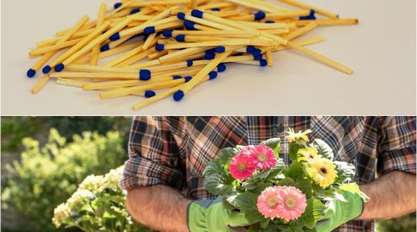 de ce sa pui bete de chibrit in ghivecele cu flori trucul excelent care functioneaza