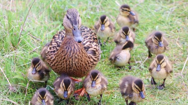 foto viral rate escortate de politisti prin centrul orasului cluj napoca