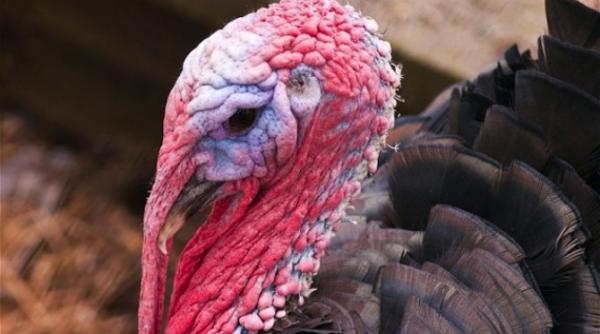 ansvsa extinderea gripei aviare ar putea inaspri restrictiile